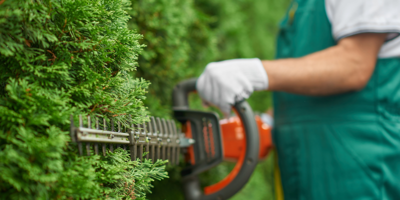 Landscaper using a hedge trimmer